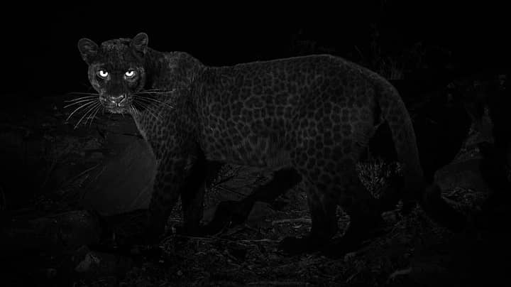 Black Leopard Photographed In Africa For First Time In Nearly 100 Years