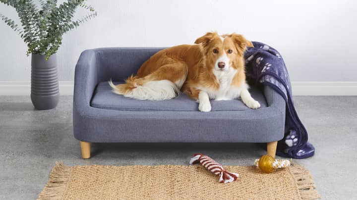 Aldi Australia Is Ing Dog Sized, Sofa Beds For Dogs Australia