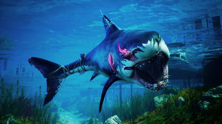 ​Shark Game Maneater Is Out Now On PS4, Xbox One And PC