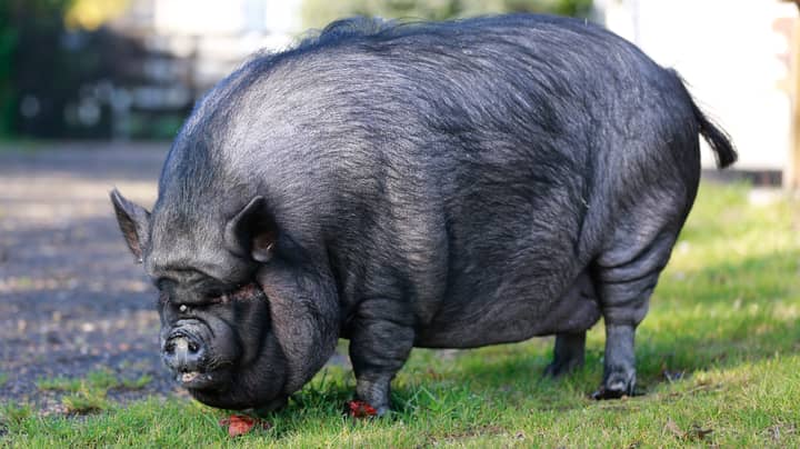 Thirty Stone Pig Who Lived On Chinese Takeaways Has To Be Rescued From Flat By Firefighters