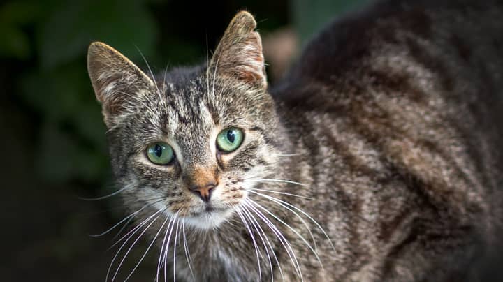 Scientists Have Developed A Vaccine That Could Stop Allergy To Cats