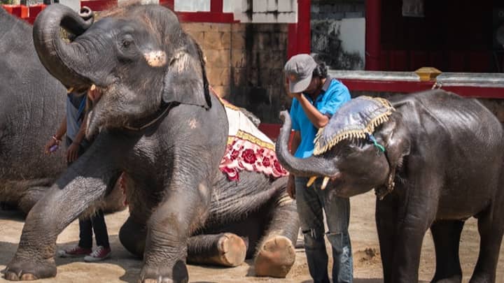 'Real-Life Dumbo' Forced To Dance To Rave Music In Thai Zoo