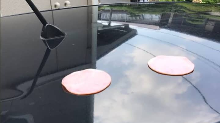 It's So Hot In Japan, People Are Cooking On Their Cars