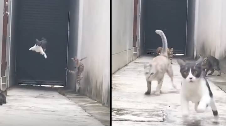 Cat Dodges Three Cats Who Tried To Catch Him In Hilarious Great Escape