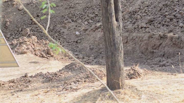 Hardly Anyone Could Spot The Camouflaged Leopard In This Viral Picture