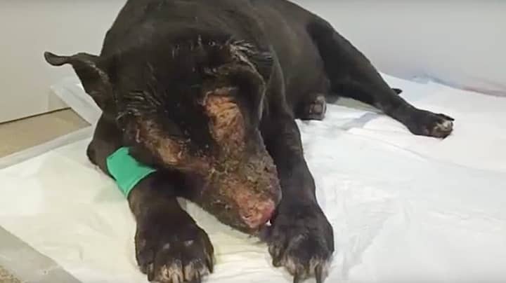 Pregnant Dog Rescues Four Patients From Fire In Hospice