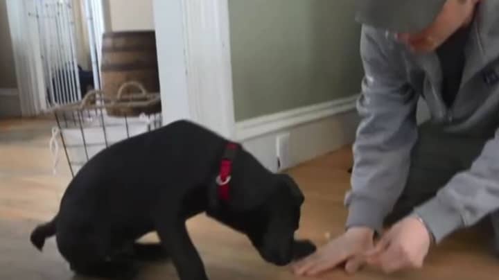 ​Deaf Man Adopts Deaf Rescue Puppy And Teaches Him Sign Language