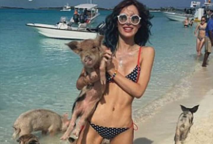 I Am Sorry To Have To Inform You Of The Death Of Some Of The Bahamas' Famous Pigs