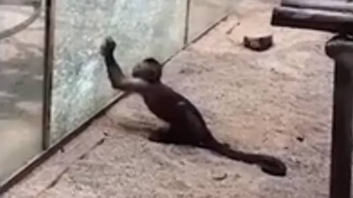 ​Moment Monkey Sharpens Rock And Uses It To Smash Zoo Enclosure Glass