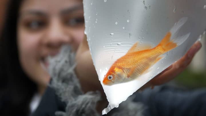 Bristol Council Bans Funfairs From Giving Goldfish Away As Prizes