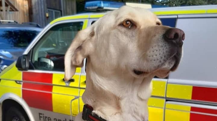 ‘Unruly And Untrainable’ Labrador Becomes Fire And Rescue Service Search Dog