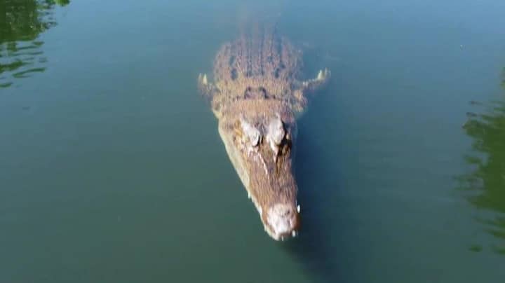 Footage Shows Moment Crocodile Chomps On Drone That Flies Too Close
