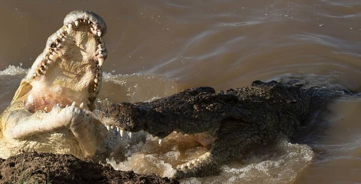 Pictures Show Crocodile Eating Zebra Whole In Kenyan Reserve