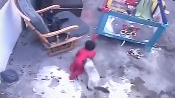Hero Cat Saves Baby From Falling Down Staircase