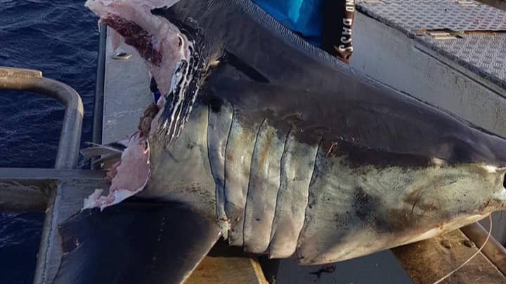 Aussie Fisherman Finds 100kg Shark Head Bitten Clean Off By Something