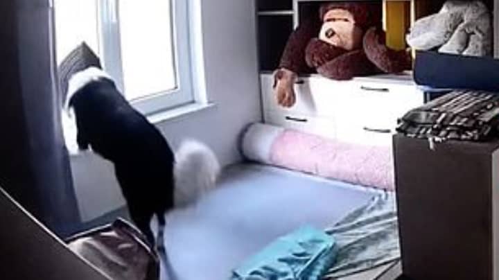 Dog Spends Ten Hours Waiting In Window For Owner's Return 