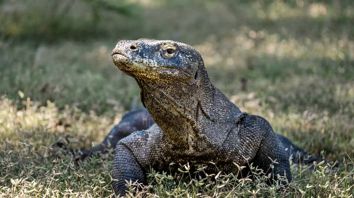 Komodo Dragons Threatened With Extinction Due To Climate Change